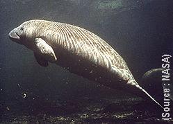 lamantin