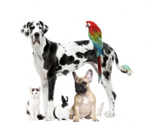 animaux